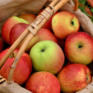 北海道仁木町 寄附のみの応援受付 500,000円コース（返礼品なし 寄附のみ50万円） 寄付 支援 応援 北海道 仁木町 [仁木町役場]