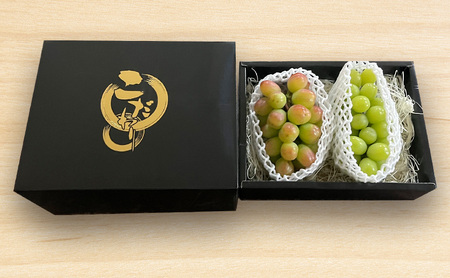 [先行受付] 北海道 仁木町 ぶどう 食べ比べ 各1房 シャインマスカット バイオレッドキング ブドウ マスカット 果物 くだもの フルーツ [嶋田茂農園]