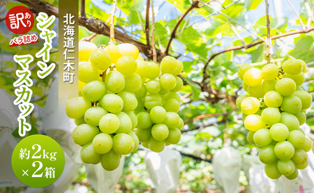 [先行受付] 訳あり 北海道 仁木町  シャインマスカット 約2kg×2箱 ブドウ 葡萄 マスカット 果物 くだもの フルーツ [嶋田茂農園匠]