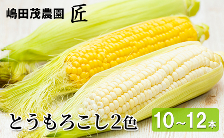 先行受付 2024年8月から順次出荷 北海道 仁木町産 新鮮 とうもろこし 2色セット【10～12本】 嶋田茂農園