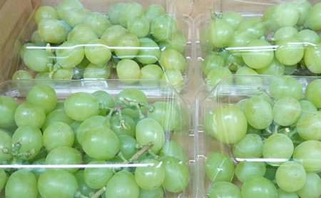 [先行受付] 北海道 仁木町産 シャインマスカット バラ詰め 約1.6kg（400g×4パック）果物 ぶどう フルーツ 果物類 ブドウ マスカット [松山商店]