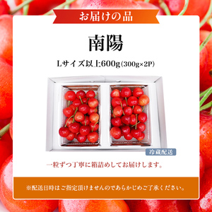 先行受付 北海道 仁木町産 さくらんぼ 南陽 600g(300g×2パック)　Lサイズ以上 旬 桜桃 産地直送 サクランボ チェリー フルーツ 果物 果物類  仁木町 仁木 [松山商店]