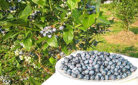 先行受付 【有機JAS認証】北海道仁木町産オーガニック冷凍ブルーベリー 500g×4パック 計2.0kg 果物 フルーツ 冷凍フルーツ 有機栽培 樹上完熟 手摘み トッピング  [株式会社 自然農園]