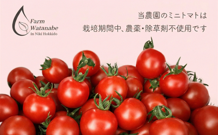 先行受付【2026年産】ミニトマト ジュース (北海道 仁木町産 ミニトマト[エコスイート]100%) 1L×12本 無塩・無糖・保存料無添加【栽培期間中 農薬・化学肥料不使用 】 野菜飲料 ジュース トマト [Farm Watanabe]