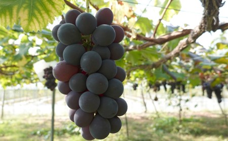 [先行受付] 9月出荷 北海道 仁木町産 葡萄 食べ比べセット『 巨峰 ＆ シャインマスカット 』（計1kg以上）ブドウ ぶどう 果物 フルーツ 旬の果物 産地直送 [いとう農園]