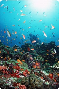 逗子・葉山ダイビングリゾート（小坪）で使えるご利用割引券A