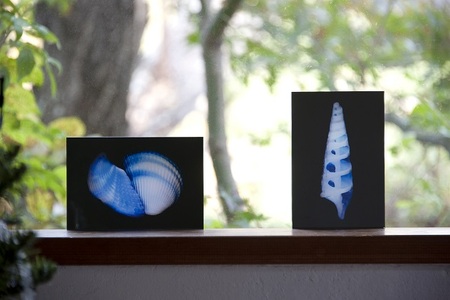 zushi art gallery西村陽一郎写真作品　アクリルブロック「貝殻B（横型）」