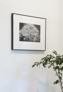 zushi art gallery森山大道写真作品「桜」（写真集『光と影』1982年より）