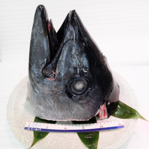 まぐろカブト M006-011 