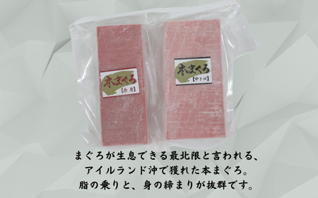 神奈川県漁連 天然本マグロ 中トロ・赤身セット M077-012-03 