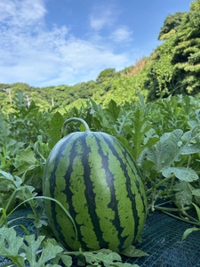 【 糖度12度以上 】シャリッ と 甘い 三浦の特大玉スイカ まつりばやし11 羅王 5L 9kg以上を1玉 M107-002-01 スイカ 果物