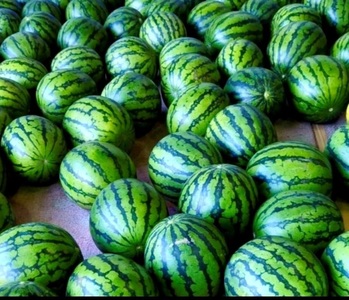 【 糖度12度以上 】シャリッ と 甘い 三浦の大玉スイカ まつりばやし11 羅王 3L 7～8kg を 1玉 M107-002-02 スイカ 果物