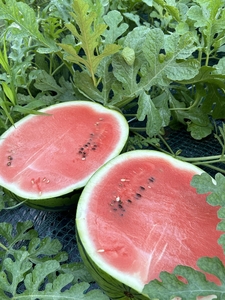 【 糖度12度以上 】シャリッ と 甘い 三浦の大玉スイカ まつりばやし11 羅王 3L 7～8kg を 1玉 M107-002-02 スイカ 果物