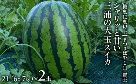 【 糖度12度以上 】シャリッ と 甘い 三浦の大玉スイカ まつりばやし11  2L 6～7kg を 2玉 M107-002-04 スイカ 果物