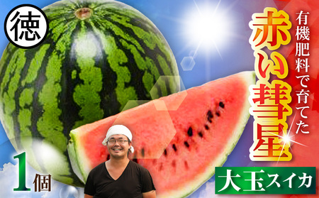 有機肥料 で育てた 大玉 スイカ 【 赤い彗星 】（ 1個 入り ） M002-007 【 期間限定 】 果物 すいか