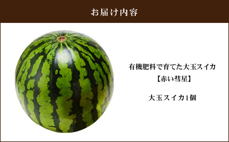 有機肥料 で育てた 大玉 スイカ 【 赤い彗星 】（ 1個 入り ） M002-007 【 期間限定 】 果物 すいか