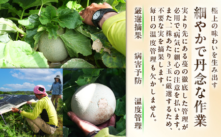 贈答用メロン ボリューム セット M001-006 【 期間限定 】 果物 メロン