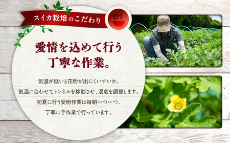 【  三浦 農家 直送 】大玉 スイカ（2個入り） M003-003 すいか 西瓜 フルーツ 果物 果実 大玉スイカ オリジナル ジューシー 甘い 夏季限定 限定 数量限定 期間限定 有機肥料 あまい 美味しい おいしい デザート ご褒美 みずみずしい 季節物 季節商品 旬の果物 贈答 プレゼント ヤマイチ農園 ふるさと納税 神奈川 三浦市 おすすめ ランキング ギフト