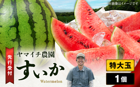 【 三浦 農家 直送 】特大玉 スイカ（1個入り） M003-004  すいか 西瓜 フルーツ 果物 果実 特大玉スイカ オリジナル ジューシー 甘い 夏季限定 限定 数量限定 期間限定 有機肥料 あまい 美味しい おいしい デザート ご褒美 みずみずしい 季節物 季節商品 旬の果物 贈答 プレゼント ヤマイチ農園 ふるさと納税 神奈川 三浦市 おすすめ ランキング ギフト