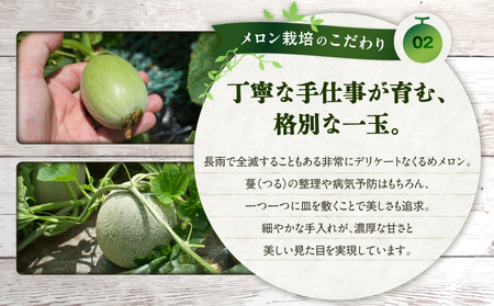 【 三浦 農家 直送 】くるめ メロン（2個入り） M003-006 甘い 甘味 果物 フルーツ 採れたて 贅沢 夏季 期間限定 限定 めろん 旬の果物 果実 贈答 プレゼント ヤマイチ農園 ふるさと納税 神奈川 三浦市 おすすめ ランキング ギフト