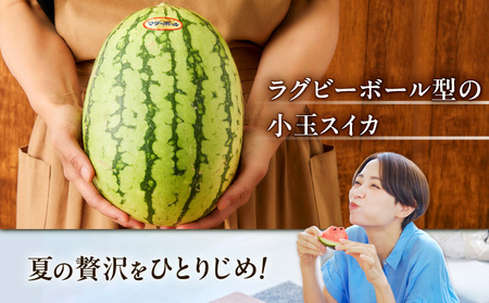 マダーボールスイカ M001-002 【 期間限定 】 果物 すいか