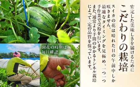 マダーボールスイカ M001-002 【 期間限定 】 果物 すいか