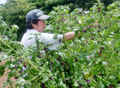 A13-022 癒しのハーブセット～ハートフルさと納税～ | 神奈川県三浦市