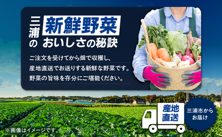 おいしさを全力に 三浦 の 野菜満杯セット（ 冬 ） M109-002-01 野菜 旬 詰め合わせ ミネラル 大根 キャベツ レディサラダ 白菜 小松菜 水菜 ほうれん草 カブ 春菊 サニーレタス リーフレタス ターサイ 冬野菜 三浦市農業協同組合 ふるさと納税 神奈川県 三浦市 おすすめ ランキング プレゼント ギフト