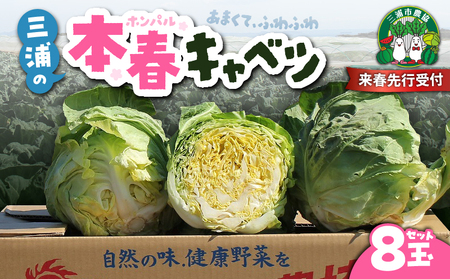 甘ーくて ふわふわ 柔らかな 三浦 の 本春（ ホンパル ）キャベツ 8玉セット！ M109-001 野菜 三浦野菜