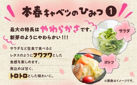 甘ーくて ふわふわ 柔らかな 三浦 の 本春（ ホンパル ）キャベツ 8玉セット！ M109-001 野菜 三浦野菜