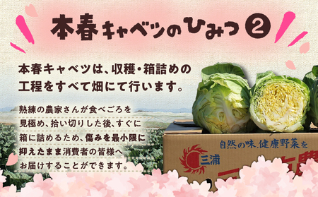 甘ーくて ふわふわ 柔らかな 三浦 の 本春（ ホンパル ）キャベツ 8玉セット！ M109-001 野菜 三浦野菜