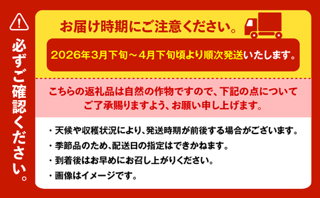 甘ーくて ふわふわ 柔らかな 三浦 の 本春（ ホンパル ）キャベツ 8玉セット！ M109-001 野菜 三浦野菜