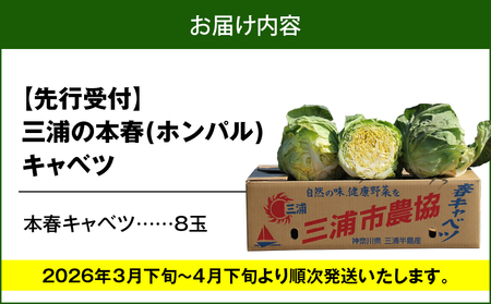 甘ーくて ふわふわ 柔らかな 三浦 の 本春（ ホンパル ）キャベツ 8玉セット！ M109-001 野菜 三浦野菜