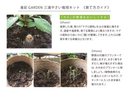 A13-023 食彩GARDEN三浦やさい栽培キット＆旬野菜
