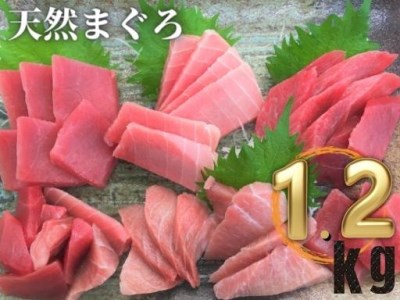 12-8【1.2kg】天然三崎まぐろ中トロ・赤身 柵小切れ【マグロならどこにも負けない自信があります】