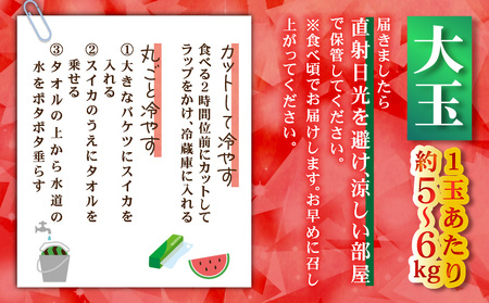 有機肥料 で 育てた 大玉 スイカ 【 赤い彗星 】（ 2個入り ） M002-004 【 期間限定 】 果物 すいか