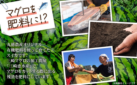 有機肥料 で 育てた 小玉 スイカ 【 姫甘泉 】（ 4個入り ） M002-005 すいか 西瓜 フルーツ 果物 果実 小玉スイカ オリジナル ジューシー 甘い 夏季限定 限定 数量限定 期間限定 あまい 美味しい おいしい デザート ご褒美 みずみずしい 季節物 季節商品 旬の果物 贈答 プレゼント 丸徳農産 ふるさと納税 神奈川 三浦市 おすすめ ランキング ギフト