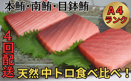【全4回定期便】中とろ づくし A4ランク M005-T06 冷凍 マグロ 定期便