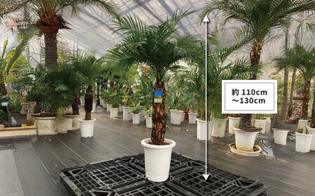 フェニックスロベレニー ロベ 8号（鉢下から葉先まで約H110cm