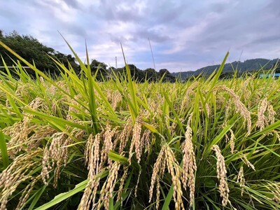 米作り 体験 秦野里山米作り体験　イベント3回分チケット 056-01　