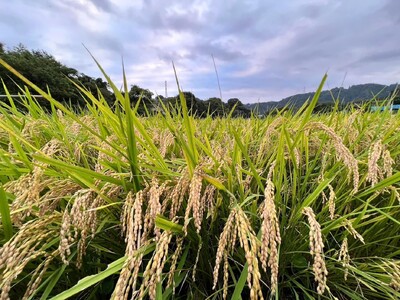 稲刈り 体験 秦野里山稲刈り体験　玄米2キロ付き 033-02