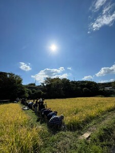 稲刈り 体験 秦野里山稲刈り体験　玄米2キロ付き 033-02