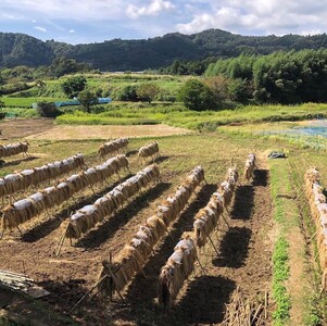 稲刈り 体験 秦野里山稲刈り体験　玄米2キロ付き 033-02