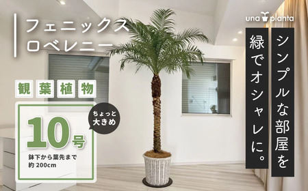 観葉植物 フェニックスロベレニー ロベ 10号（鉢下から葉先まで約H200cm） / 観葉植物