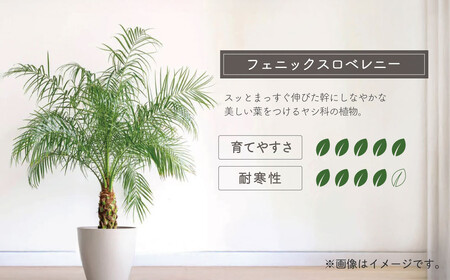 観葉植物 フェニックスロベレニー ロベ 10号（鉢下から葉先まで約H200cm） / 観葉植物