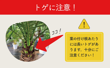 観葉植物 フェニックスロベレニー ロベ 10号（鉢下から葉先まで約H200cm） / 観葉植物