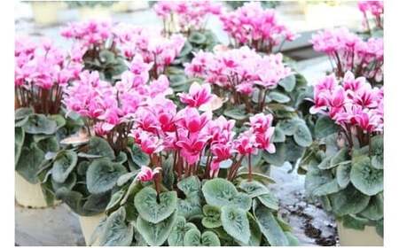 25_007-18-1　冨田花園の秦野の花　シクラメン　フェアリーピコ（5号）