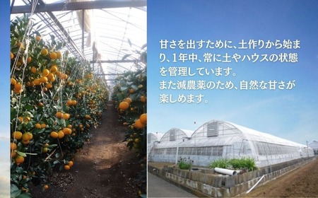 先行予約！山口農園の甘いハウスみかん（1.5㎏）