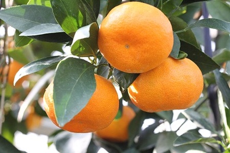 先行予約！山口農園の甘いハウスみかん（1.5㎏）