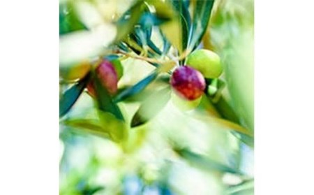 010-37神奈川県秦野市産「湘南オリーブ」オリーブオイル98ｇ	